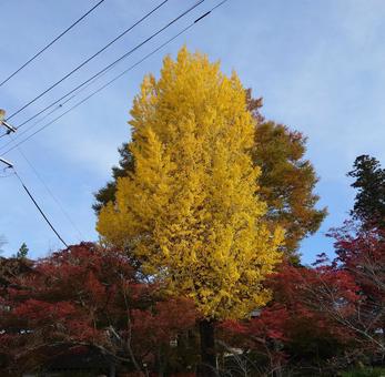 紅葉 紅葉,イチョウ,秋の写真素材