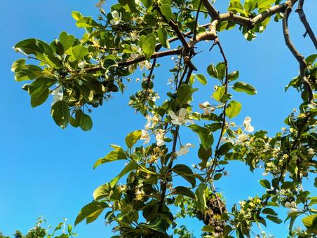 花が咲いたリンゴの木 花が咲いたリンゴの木 リンゴ,木,花の写真素材
