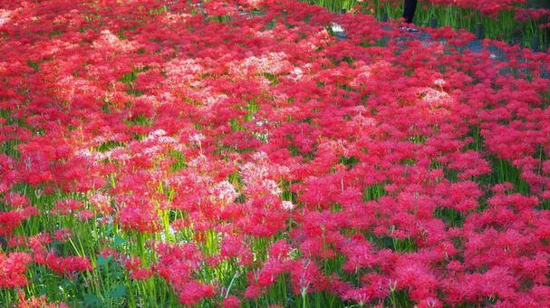 巾着田曼珠沙華公園・彼岸花の群生・日高市 巾着田曼珠沙華公園・彼岸花の群生・日高市の写真