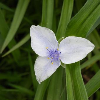 花写真 ムラサキツユクサ クローズアップ 花写真 ムラサキツユクサ クローズアップ 花,草,植物の写真素材