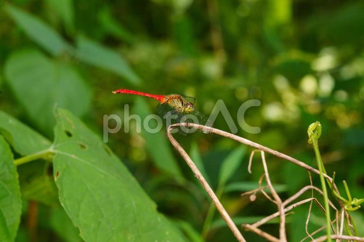 葉の上で休むアキアカネ 虫,昆虫,トンボの写真素材