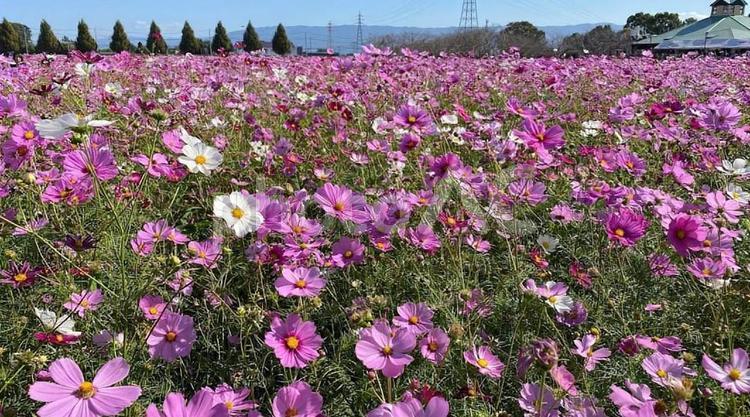 10月の秋桜③ コスモス,秋,ピンクの写真素材