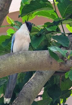 オナガ オナガ オナガ,野鳥,鳥の写真素材