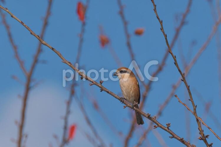 枝にとまったモズ 冬,野鳥,里の鳥の写真素材