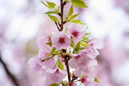 満開の桜 満開の桜の写真