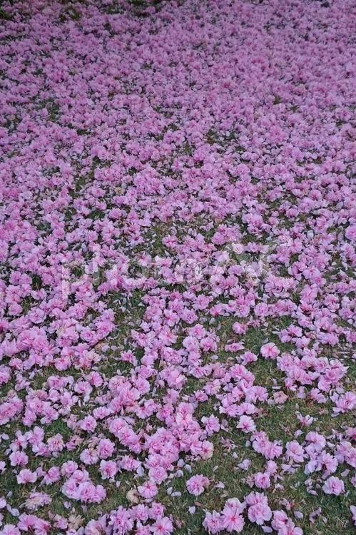 桜散る④　八重桜 桜,サクラ,花びらの写真素材