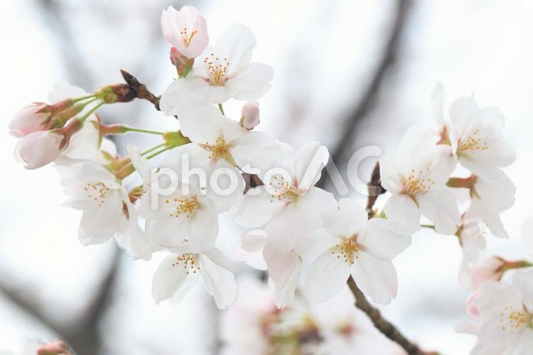 桜　さくら 桜,さくら,サクラの写真素材