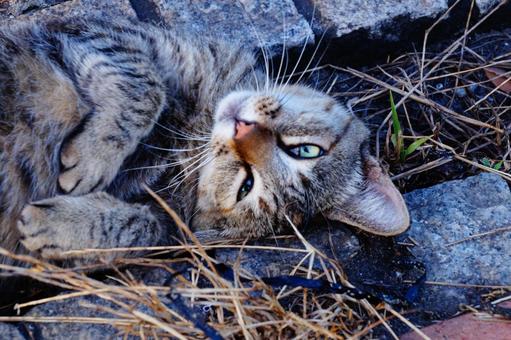 ねこ ねこ ねこ,動物,生き物の写真素材
