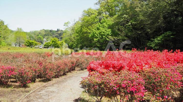 あつぎつつじの丘公園・ツツジの花・厚木市 春,ツツジ,あつぎつつじの丘公園の写真素材