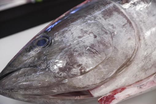 新鮮な一本物のマグロ 新鮮な一本物のマグロ 鮪,本マグロ,捌くの写真素材