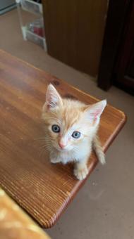 小さい瞳 小さい瞳 ねこ,ネコ,見つめるの写真素材
