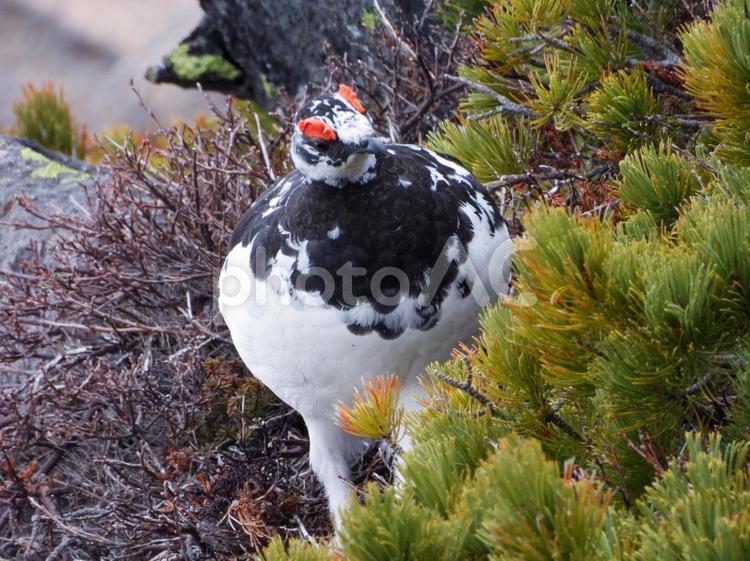 雪の御嶽山で餌を見つけた雄のライチョウ ライチョウ,雄,御嶽山の写真素材