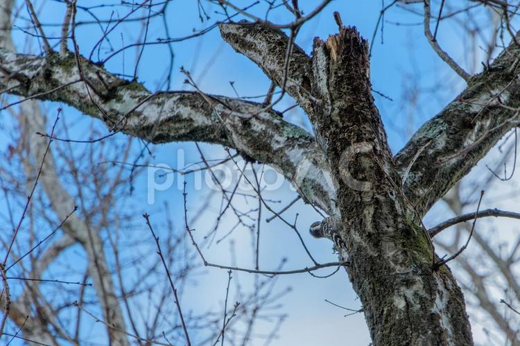 青空と枯れ木のコゲラ コゲラ,キツツキ,野鳥の写真素材