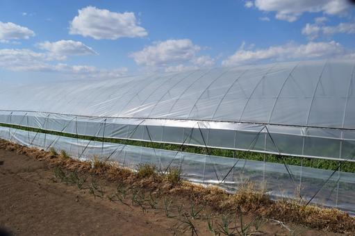農業用ビニールハウス 茨城県 農業用ビニールハウス,農業用ハウス,農業ビニールハウスの写真素材