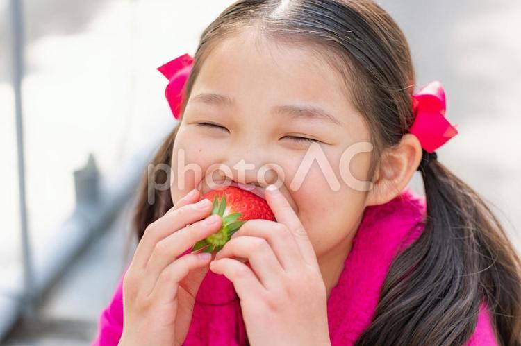 いちご狩りをする子供 いちご狩り,いちご,女の子の写真素材