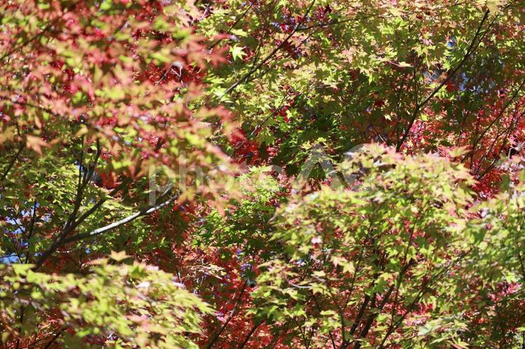 赤と緑のもみじ もみじ,赤,紅葉の写真素材