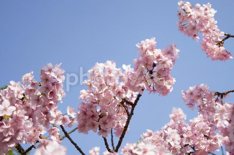 青空に映える！満開のピンクの桜 桜,花,春の写真素材