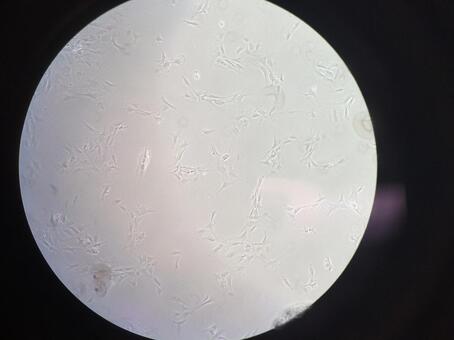 Cells viewed from the microscope Cells viewed from the microscope