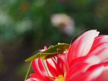 ダリアとキリギリスのクローズアップ ダリアとキリギリスのクローズアップ ダリア,キリギリス,花の写真素材