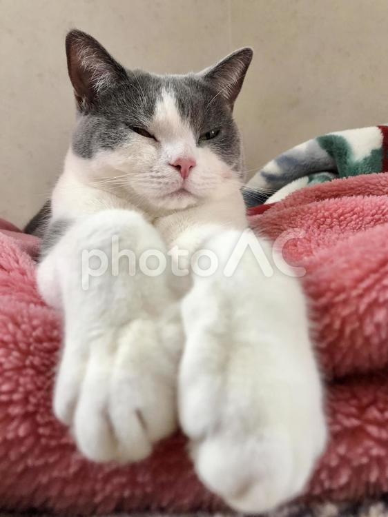 さきっちょが妙に長い猫 猫,可愛い,ブリティッシュショートヘアの写真素材