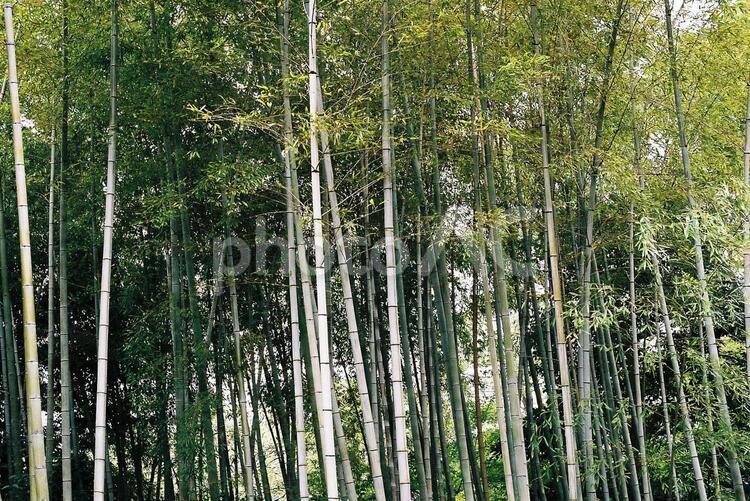 竹林風景 竹林,竹,伸びるの写真素材