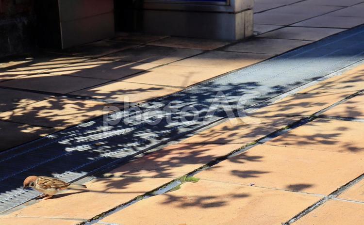 影とスズメ 夏,雀,木漏れ日の写真素材