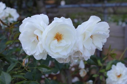 ばら186 ばら186 バラ,薔薇,自然の写真素材
