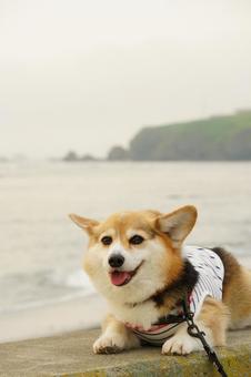Corgi Erimo Sea, JPG