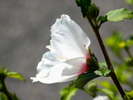 【花の写真】白いムクゲの花 【花の写真】白いムクゲの花の写真