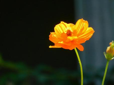 【花の写真】コスモス 【花の写真】コスモスの写真