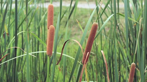 Cattail flower spike, JPG
