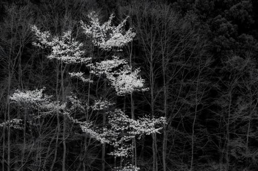 森の中に可憐に咲く桜 森の中に可憐に咲く桜の写真