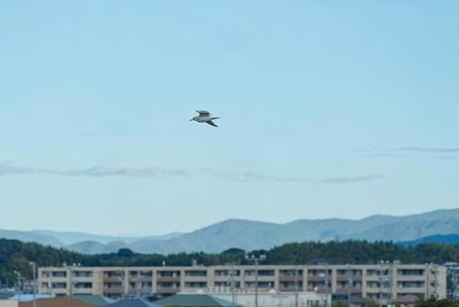 空中を舞うセグロカモメ 空中を舞うセグロカモメ セグロカモメ,渡り鳥,冬鳥の写真素材