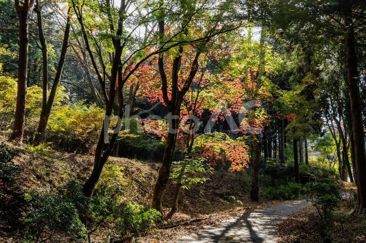 木漏れ日で赤く輝く紅葉樹 秋,もみじ,晩秋の写真素材