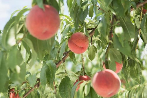 Peach Peach