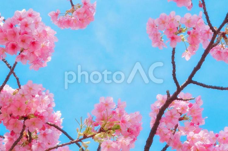 ピンクの桜と青空のフレーム素材　２ 河津桜,桜のフレーム,桜の花の写真素材