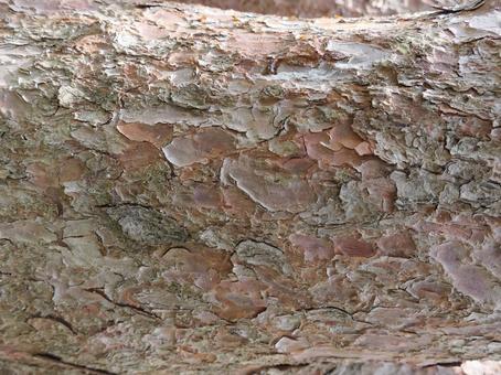 Pine bark, JPG Pine bark, JPG