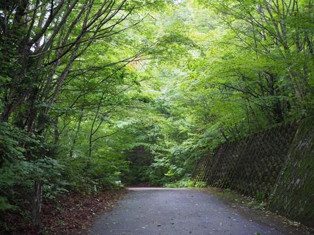 森の道2の写真