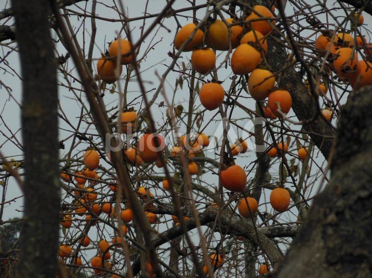 たくさん実る柿 柿,柿の木,自然の写真素材