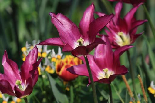 チューリップ チューリップ,花,花びらの写真素材