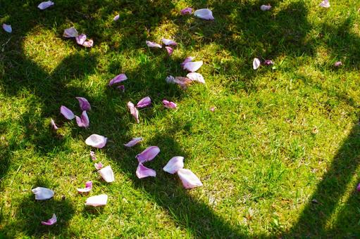 芝生と花びら 芝生と花びら 芝生,花,散るの写真素材