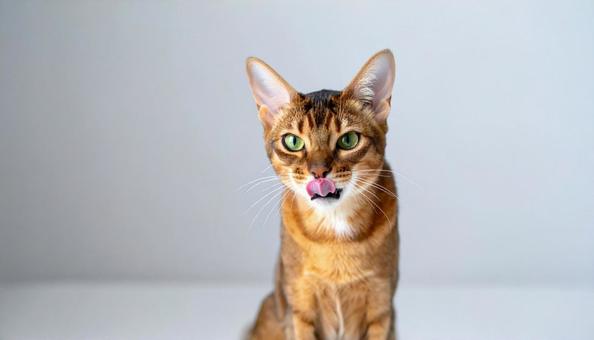 ワル顔でペロリと舌を出す猫 ワル顔でペロリと舌を出す猫の写真