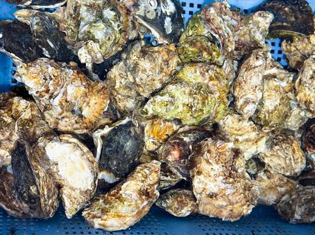 水揚げされた夏の岩牡蠣 水揚げされた夏の岩牡蠣の写真