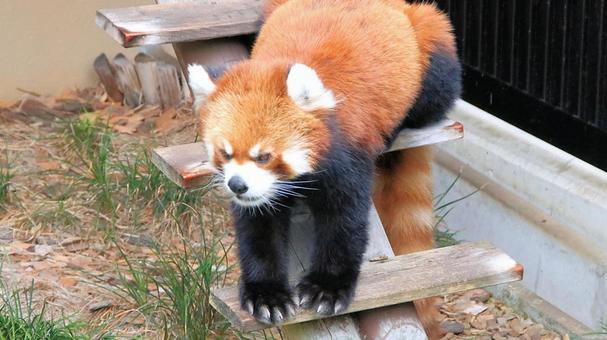 夏休みの動物園 レッサーパンダも暑い 夏休みの動物園 レッサーパンダも暑いの写真