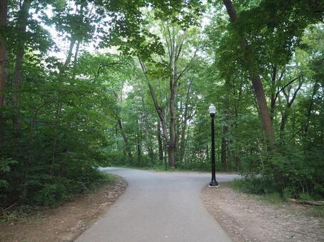 モンロイヤル公園にある遊歩道の分かれ道 風景,景色,モンロイヤル公園の写真素材