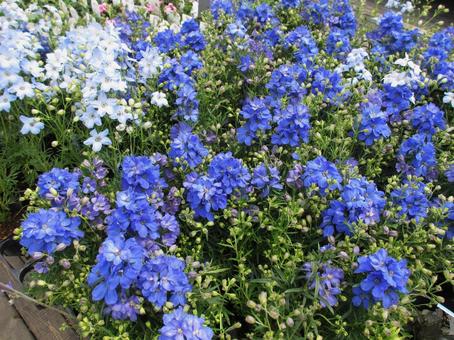 デルフィニウム デルフィニウム,青い花,庭先の写真素材