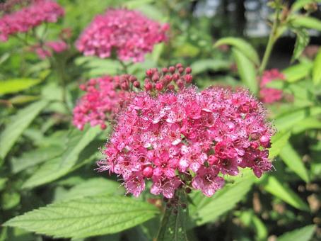シモツケ・下野　マクロ 親しまれる,ブーケ状,小花集合の写真素材