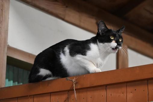 京都浄瑠璃寺のにゃんこ 京都浄瑠璃寺のにゃんこ 1匹,のらねこ,屋外の写真素材