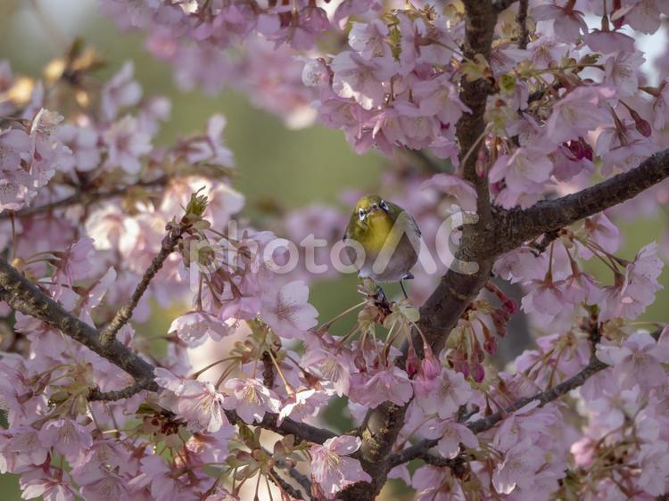桜の花とメジロ メジロ,鳥,野鳥の写真素材