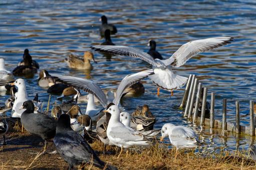 A wide variety of waterfowl gather on a pond in winter, JPG A wide variety of waterfowl gather on a pond in winter, JPG